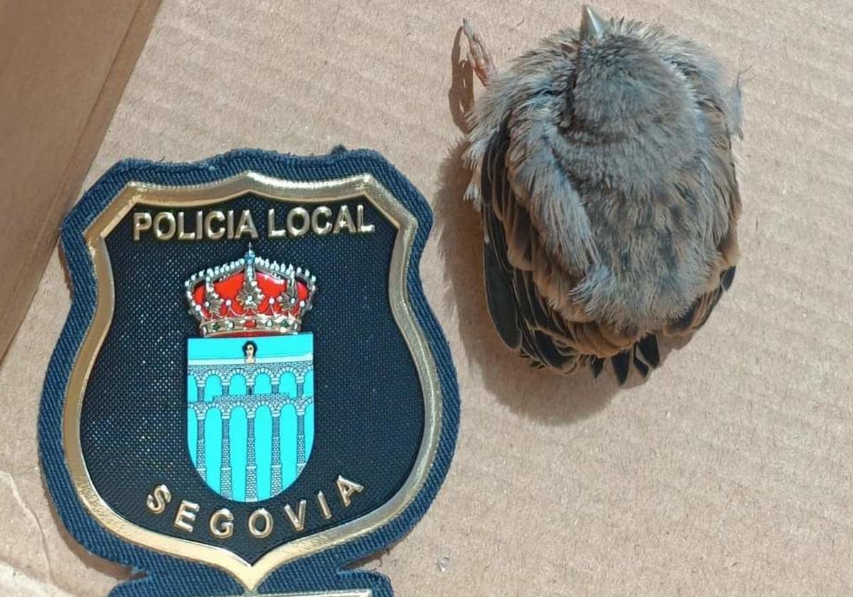 El polluelo de vencejo rescatado, junto a un parche del escudo de la Policía Local para ver lo pequeña que es la cría.