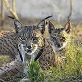 Arrancan los estudios para la reintroducción del lince en el Cerrato