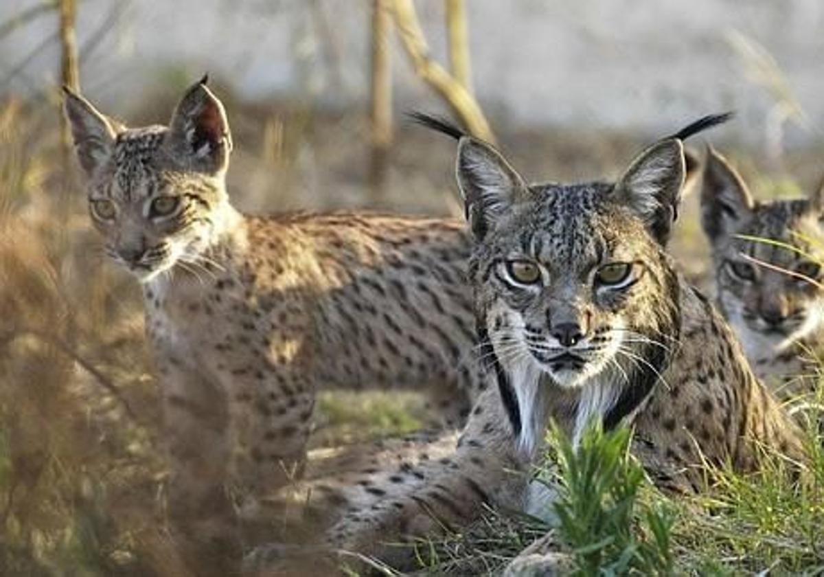 Un grupo de linces.