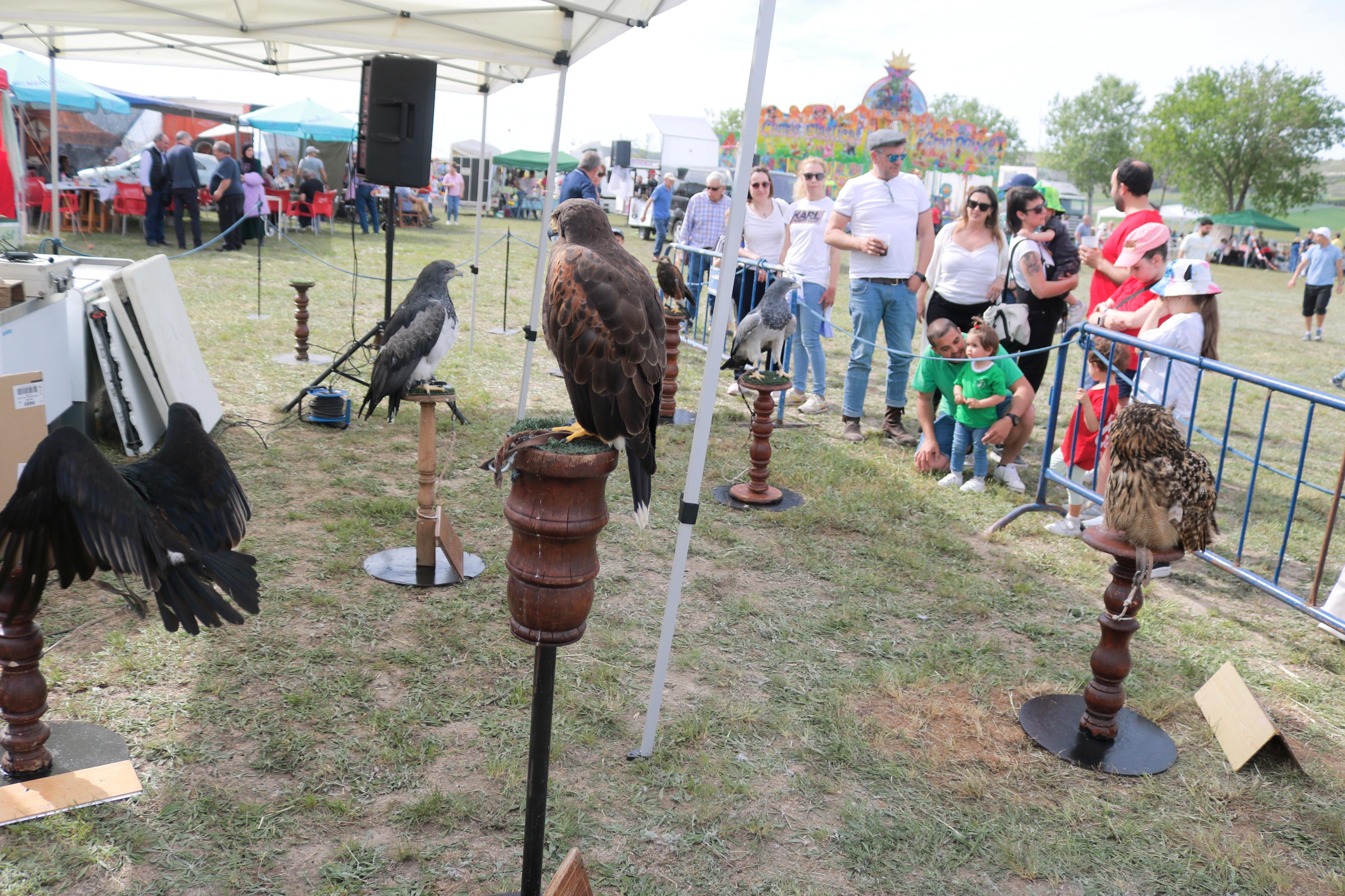 Romería en honor a San Gregorio en Baltanás