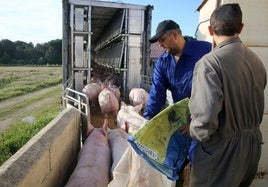 Dos trabajadores del sector en la provincia de Segovia dirigen a los cerdos a la jaula para su transporte.