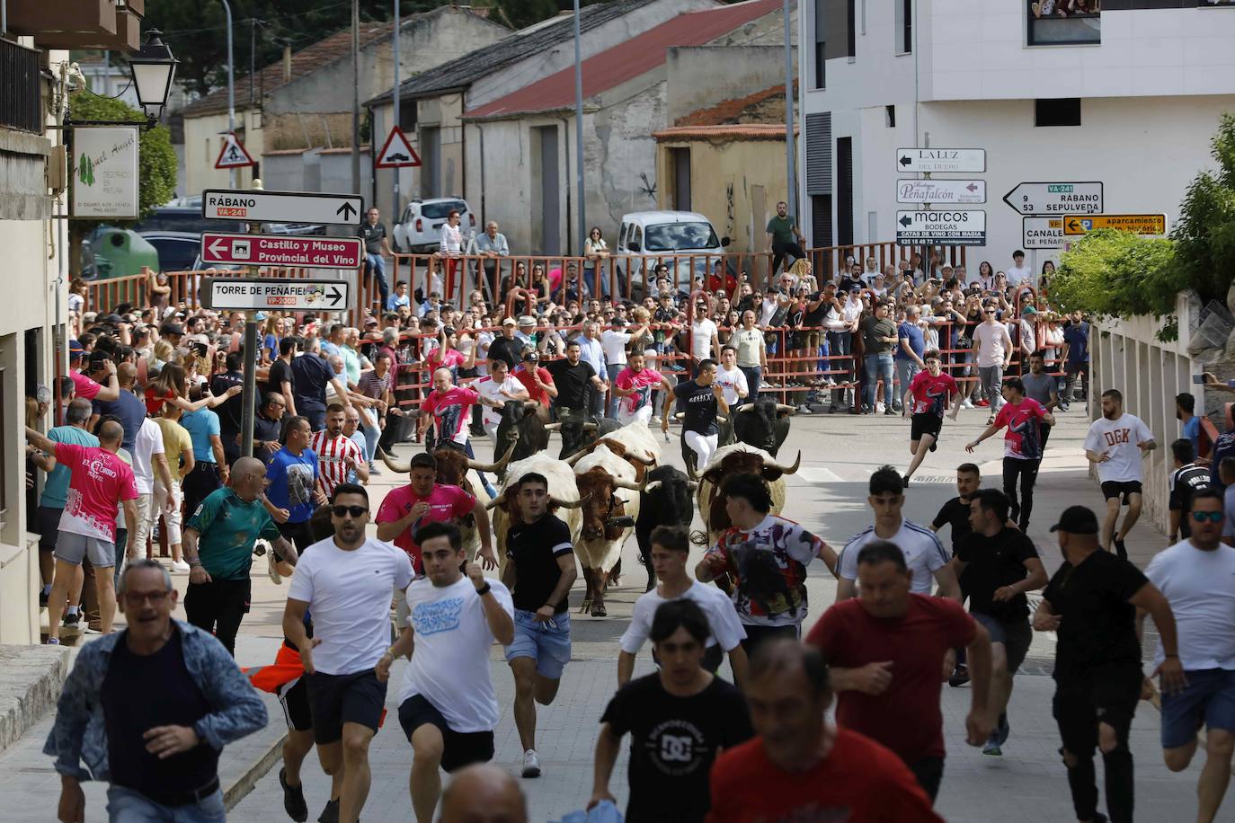 Las imágenes del encierro y la capea de Peñafiel