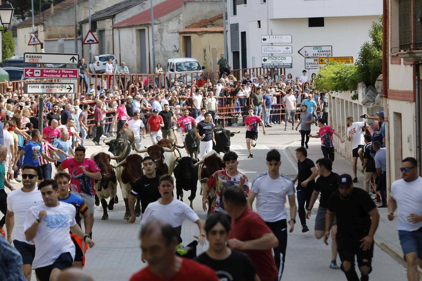 Las imágenes del encierro y la capea de Peñafiel