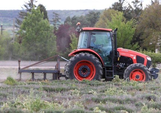 Un tractor quita malas hierbas en un campo de lavanda en Palencia.