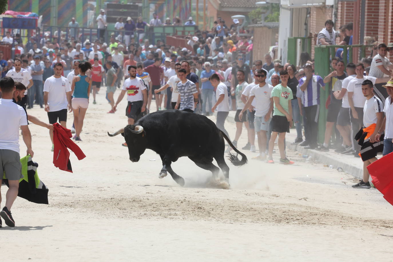 Primer encierro en Valdestillas con mucho público y ningún incidente