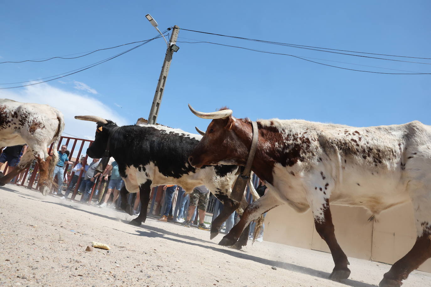 Primer encierro en Valdestillas con mucho público y ningún incidente