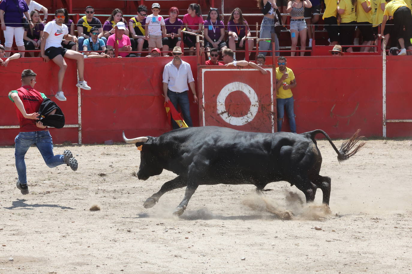 Primer encierro en Valdestillas con mucho público y ningún incidente