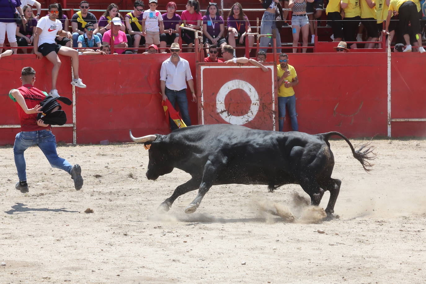 Primer encierro en Valdestillas con mucho público y ningún incidente