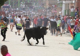 Un novillo, en las calles de Valdestillas durante el encierro.