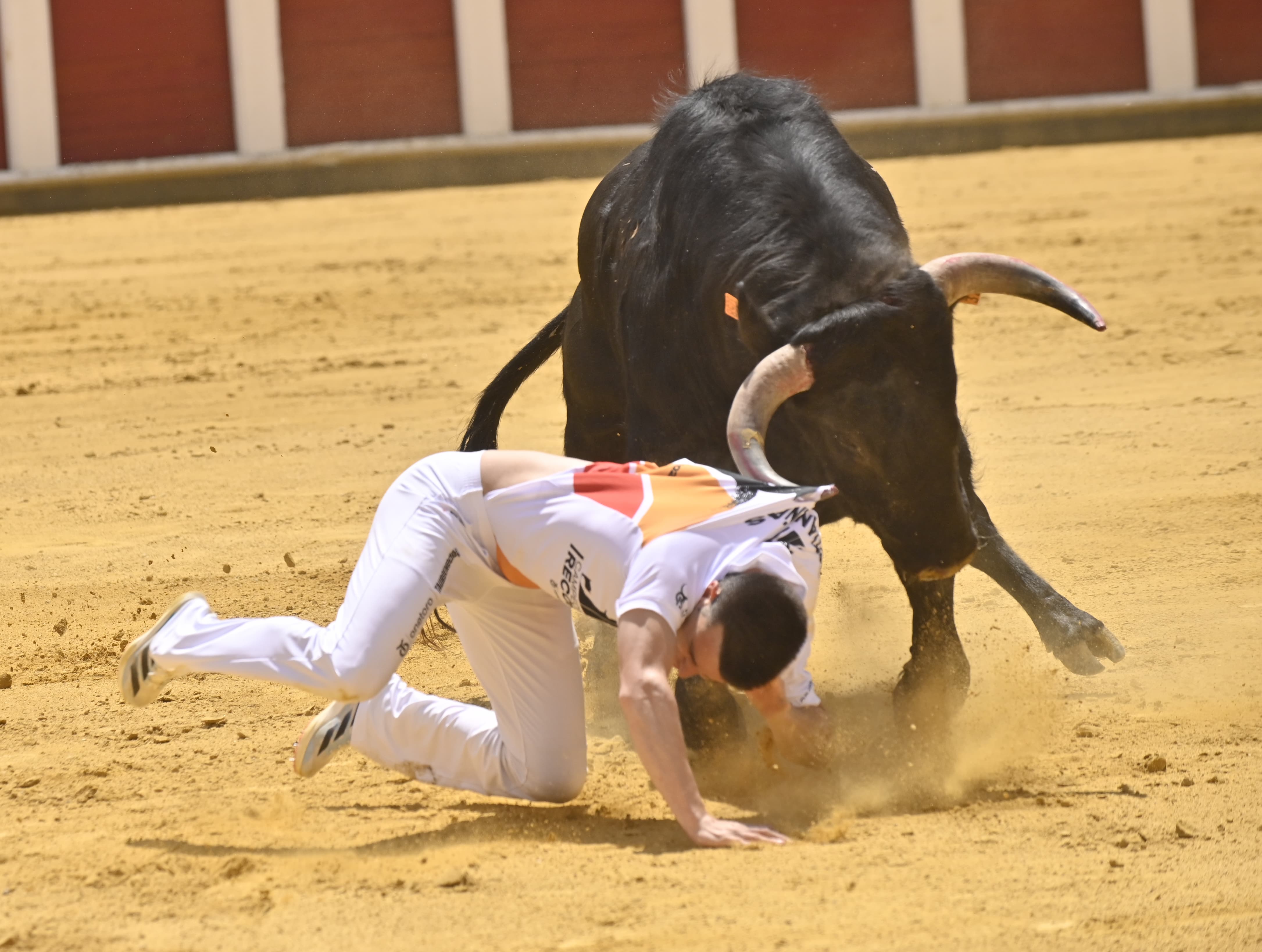 Secuencia de la cogida de Christian Peñas en el concurso de cortes de San Pedro Regalado