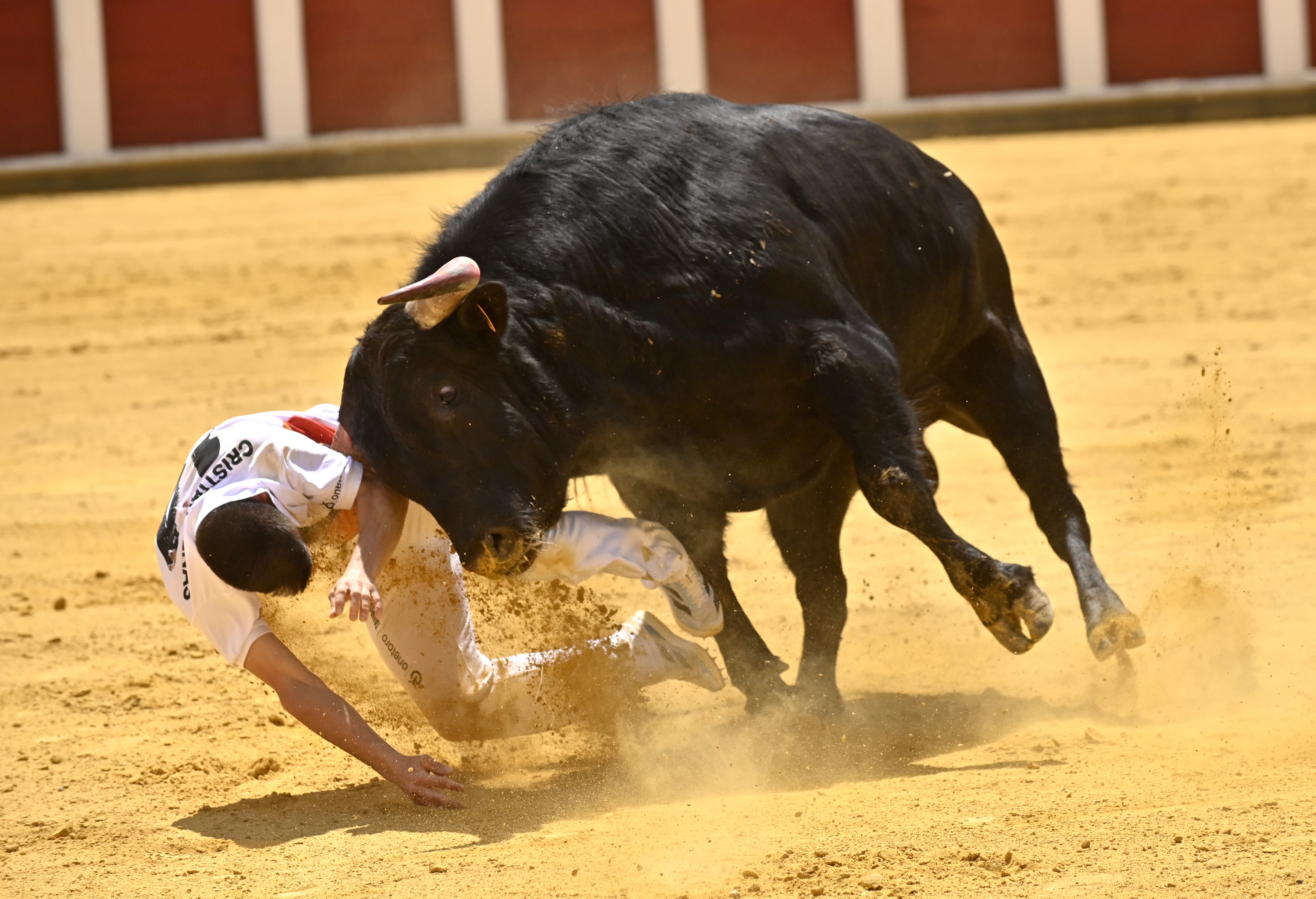 Secuencia de la cogida de Christian Peñas en el concurso de cortes de San Pedro Regalado