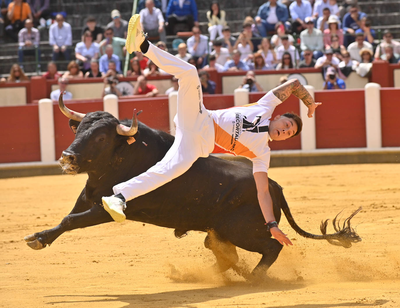 Concurso de cortes de San Pedro Regalado en Valladolid (1/2)