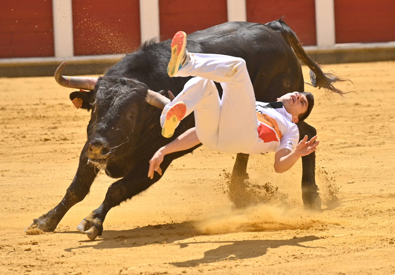 Concurso de cortes de San Pedro Regalado en Valladolid (2/2)