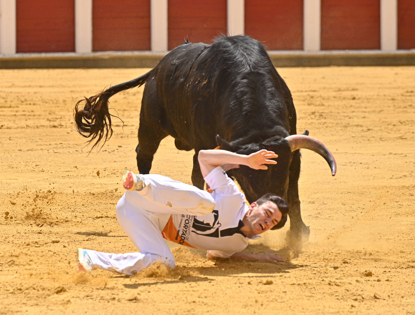 Concurso de cortes de San Pedro Regalado en Valladolid (2/2)