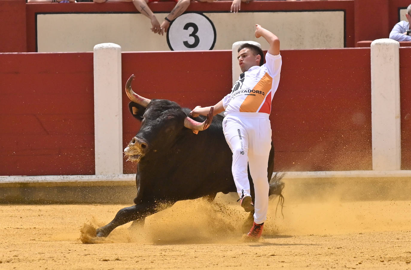 Concurso de cortes de San Pedro Regalado en Valladolid (2/2)