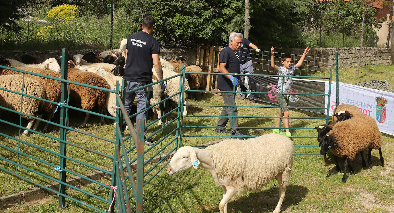 La Feria del Esquileo en Trescasas