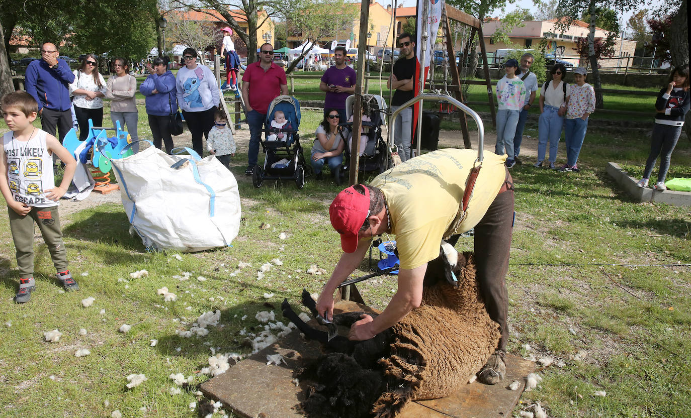 La Feria del Esquileo en Trescasas