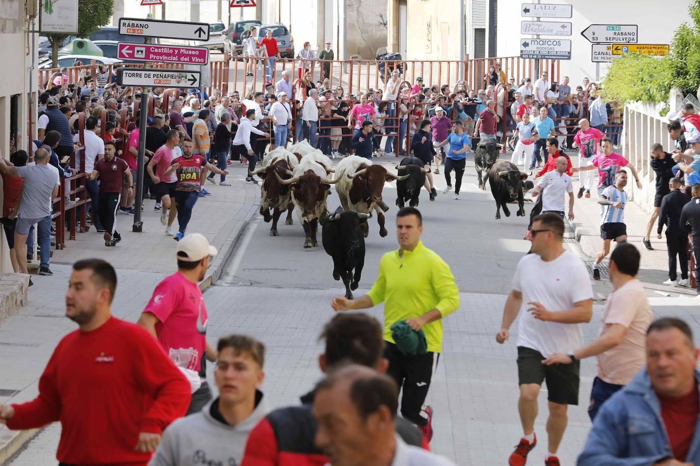 Encierro y capea del domingo por la mañana en Peñafiel