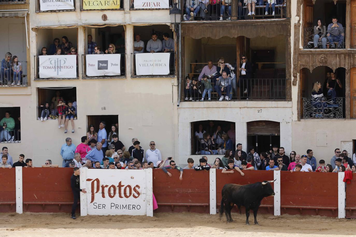 Encierro y capea del domingo por la mañana en Peñafiel