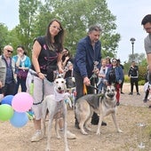 Trigo, Turrón, Oreo... los perros «más guapos» de San Isidro desfilan en Valladolid