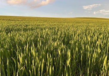 El cereal apuntala las subidas en Salamanca