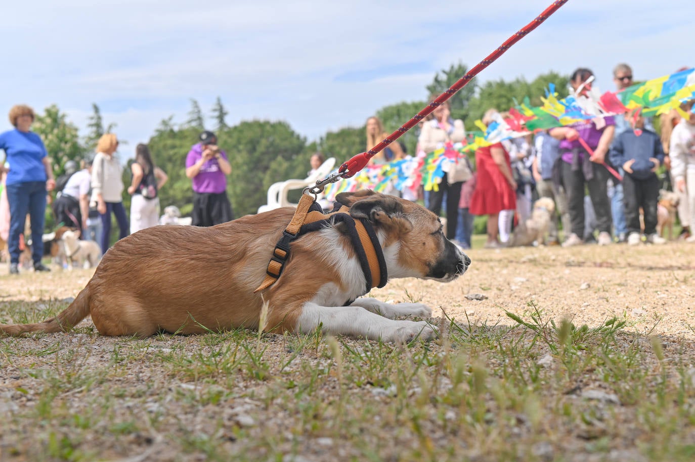 Desfile de mascotas en la ermita de San Isidro en Valladolid