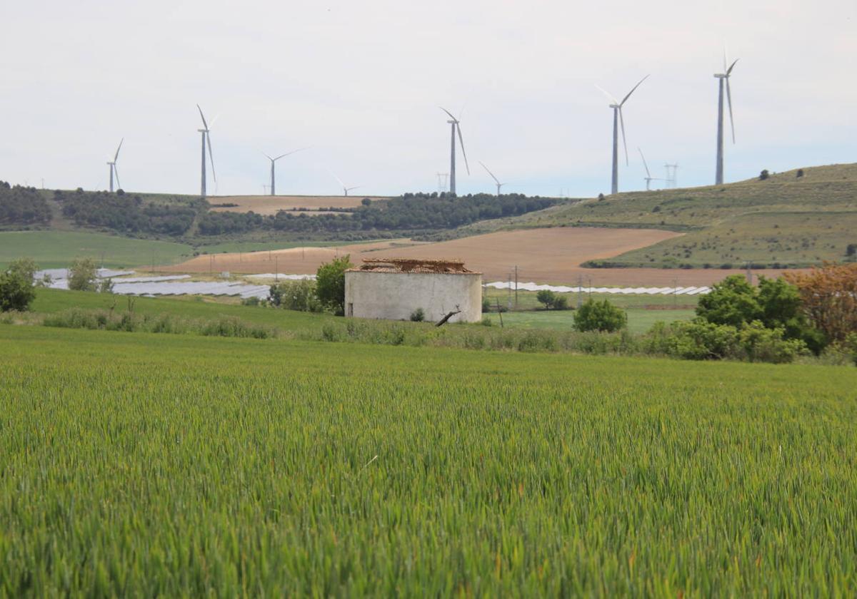 Explotación de cereales en Tierra de Campos, junto a una instalación de placas solares y molinos de energía fotovoltaica.