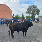 Uno de los toros del encierro de este domingo en Aldeamayor.