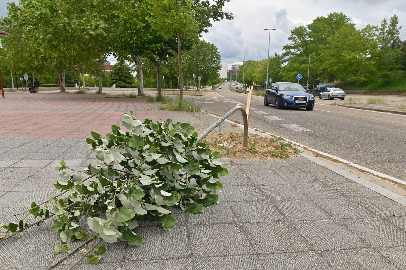 La Avenida Real Valladolid amanece vandalizada