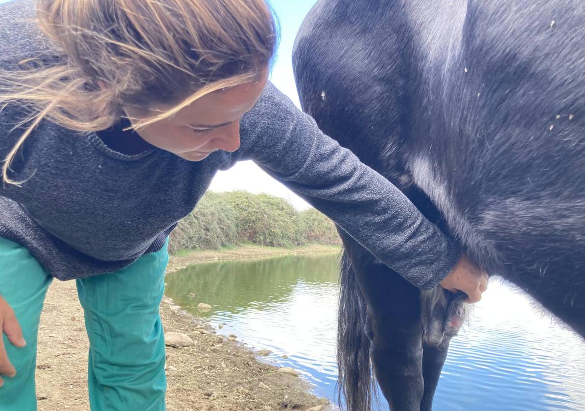 Una veterinaria observa los daños en las ubres de una vaca afectada por la EHE.