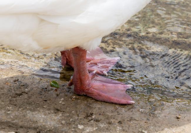 Suciedad bajo las patas de una oca en Las Morereas.