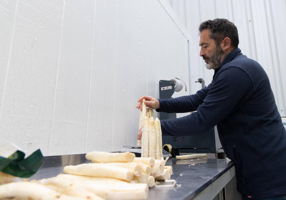 Preparación de espárragos en las instalaciones de Belloso.