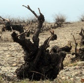 Las heladas tardías arrasan la mitad de hectáreas de viñedo en Segovia