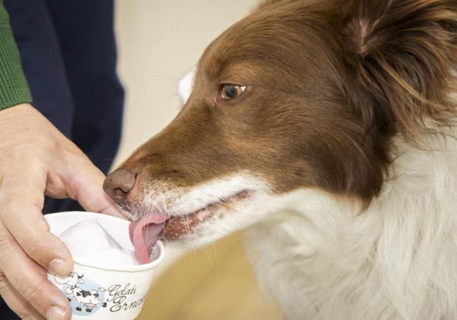 Un perro degusta uno de los helados.