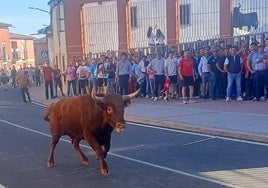 El primer toro de la jornada, 'Perdonado', junto a la plaza de Nava del Rey.
