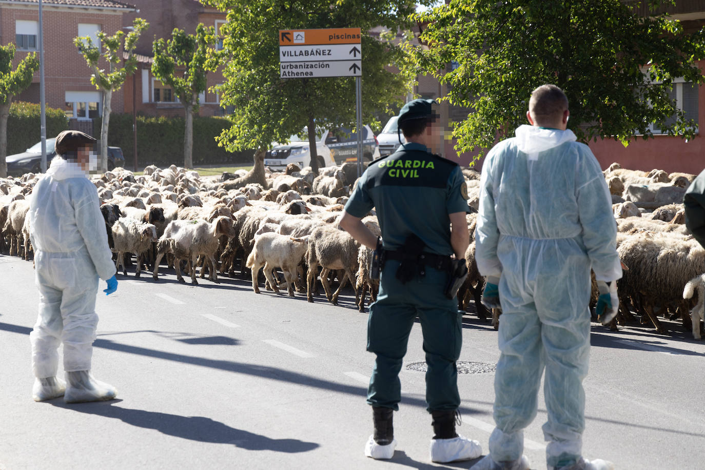 Ovejas de la granja ilegal de Renedo