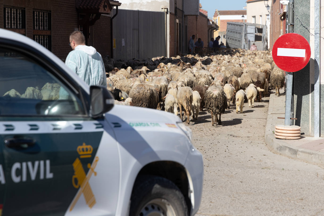 Ovejas de la granja ilegal de Renedo