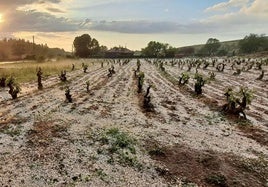 Viñedo afectado por el pedrisco en la provincia de Burgos.