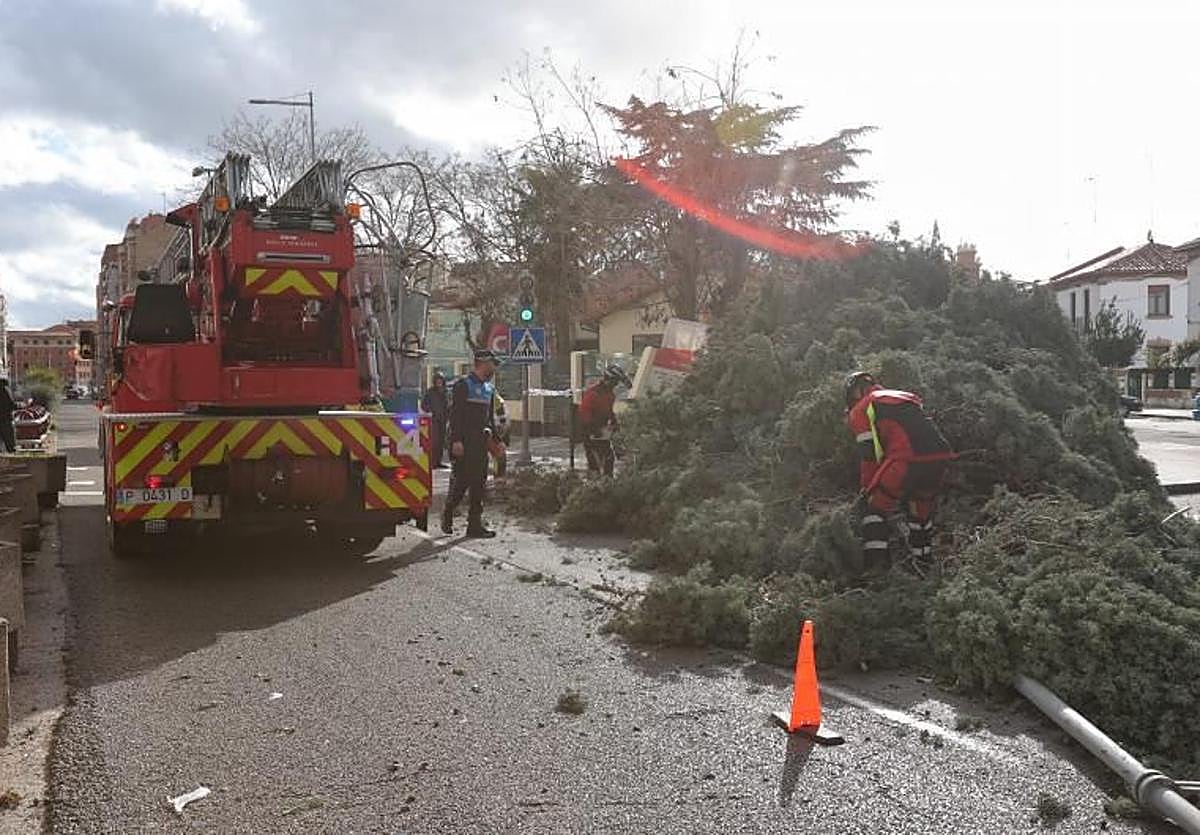 Los bomberos de Palencia retiran un árbol caído.