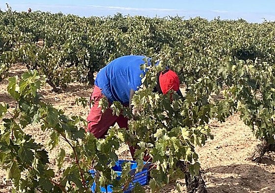 Un temporero trabaja en el viñedo, en una imagen de archivo.
