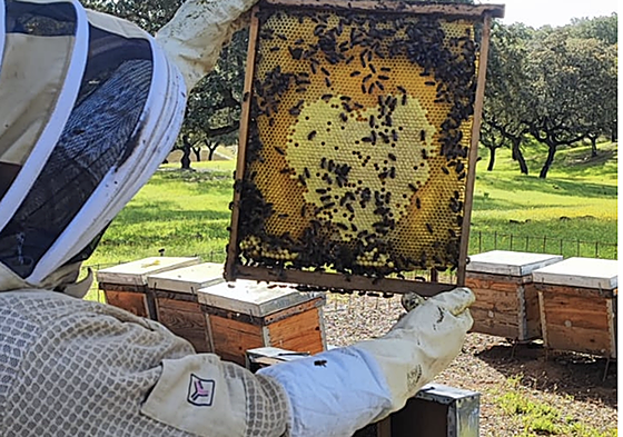 Un apicultor observa un panal con forma de corazón.