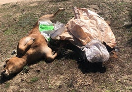 Varios terneros muertos en una explotación salmantina como consecuencia de la EHE.