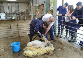 Curso de esquileo en el centro de formación de Viñalta.