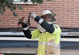 Un bombero retira un enjambre en Valladolid en una imagen de archivo.