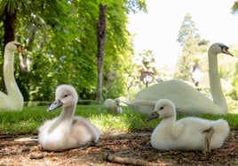 La mítica pareja de cisnes del Campo Grande con sus nuevos integrantes.