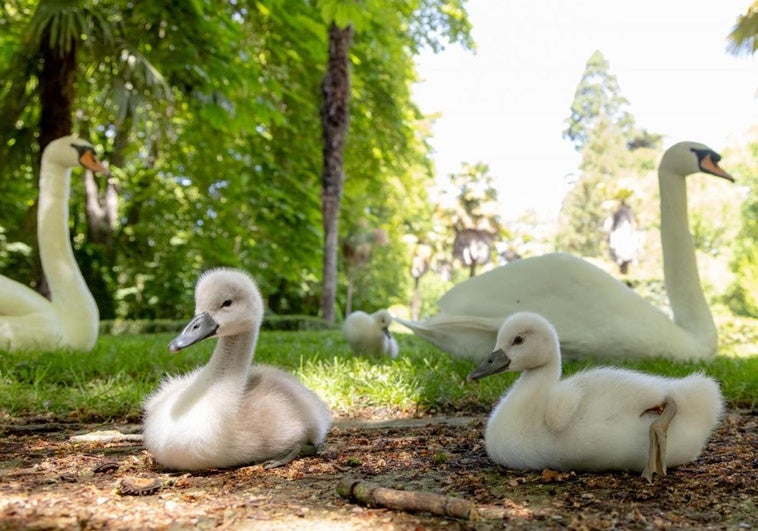 La mítica pareja de cisnes del Campo Grande con sus nuevos integrantes.