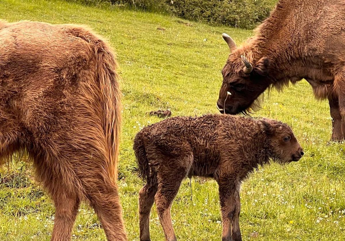 Macho de bisonte europeo nacido hace quince días en la reserva.