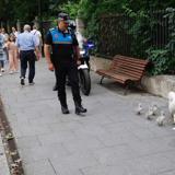 Una pareja de cisnes y sus polluelos, de paseo por Valladolid