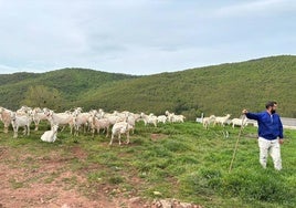 Las cabras, pastoreadas en Brañosera.