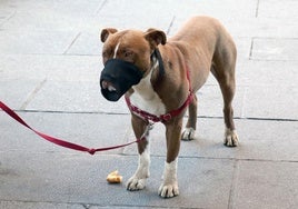 Un perro considerado como potencialmente peligroso con bozal y correa no extensible.